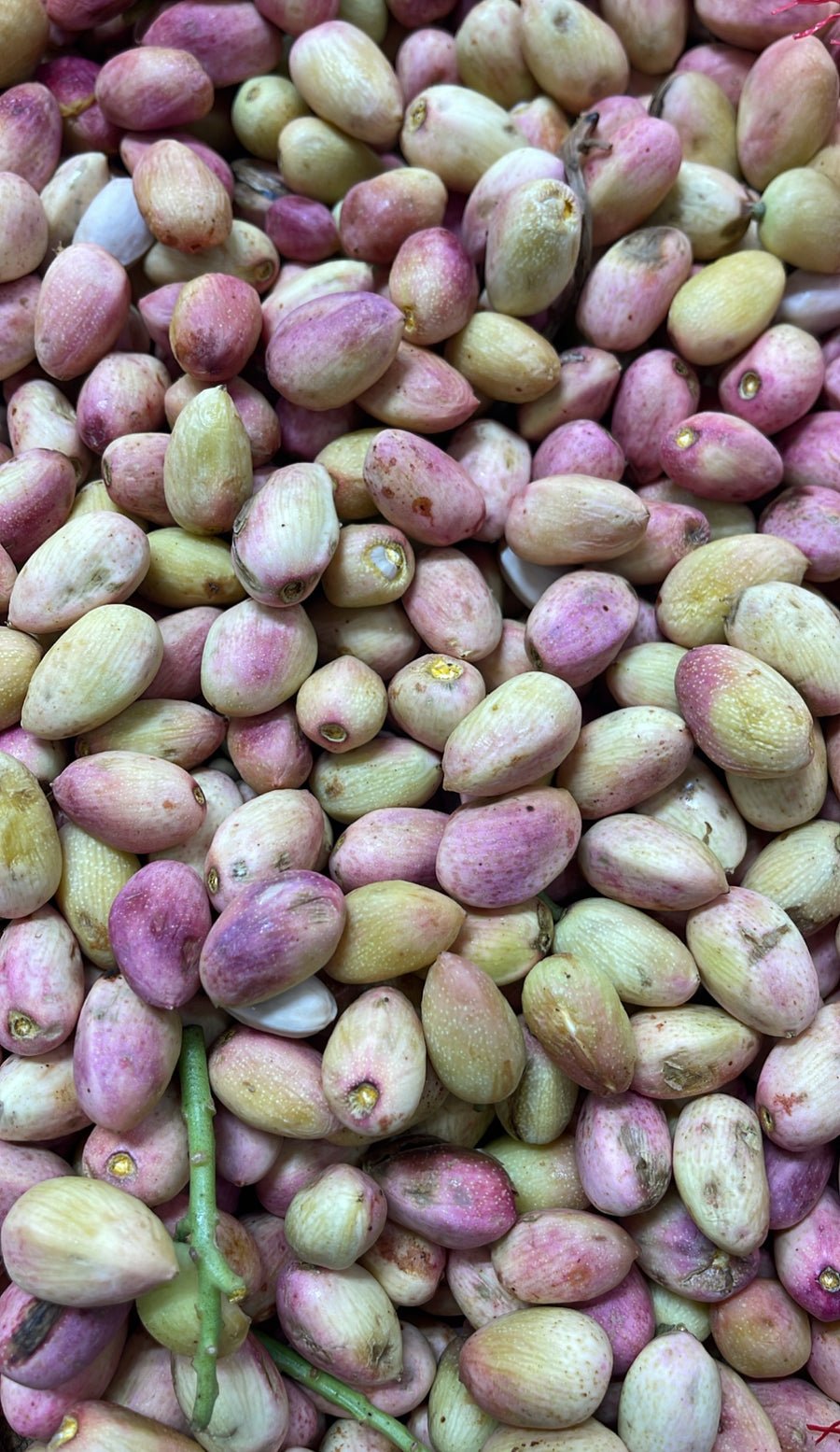 Fresh Pistachios